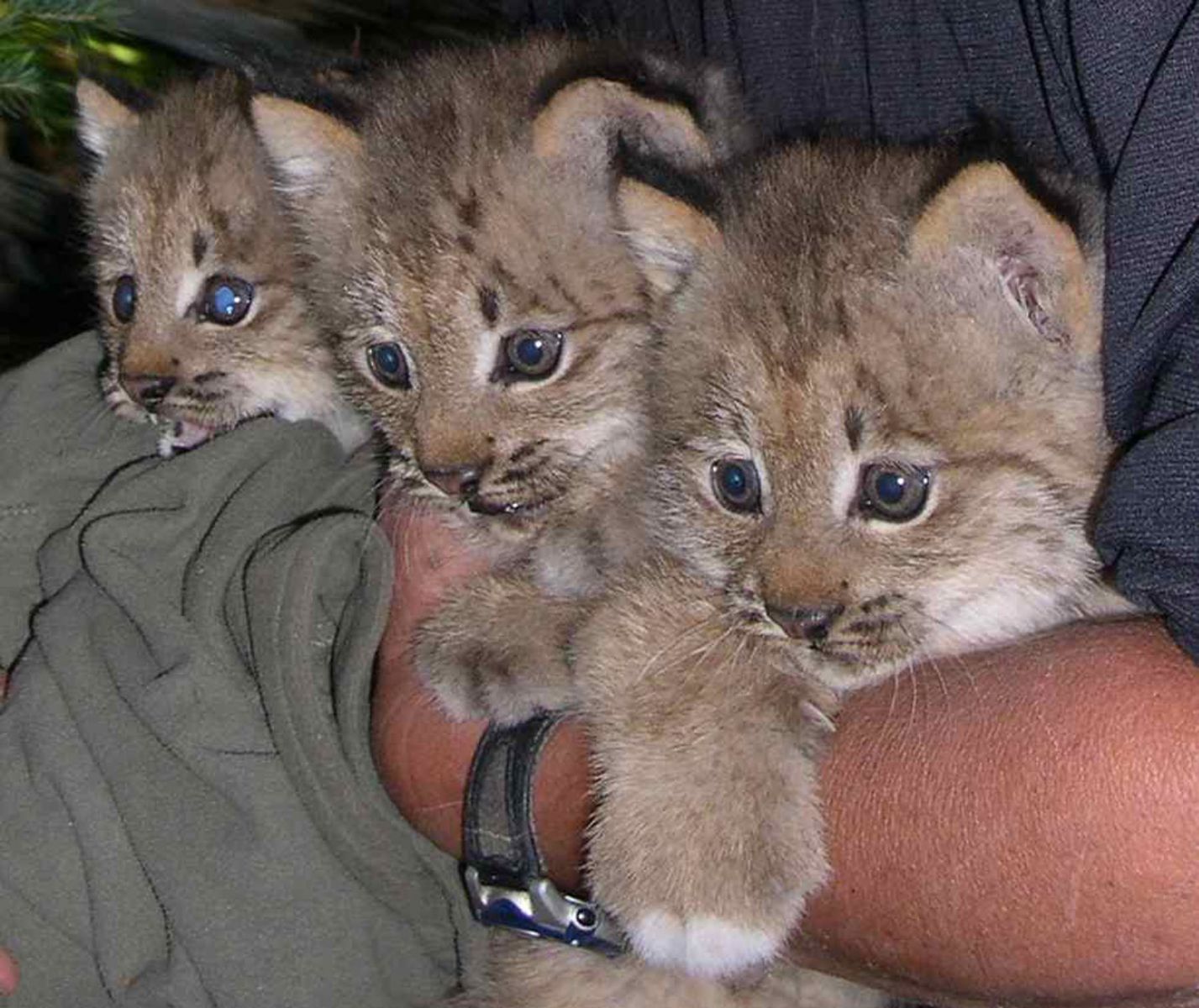 Lynx Kittens