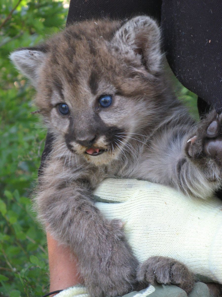 puma kitten F187