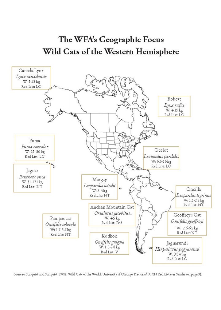 WH wild cats